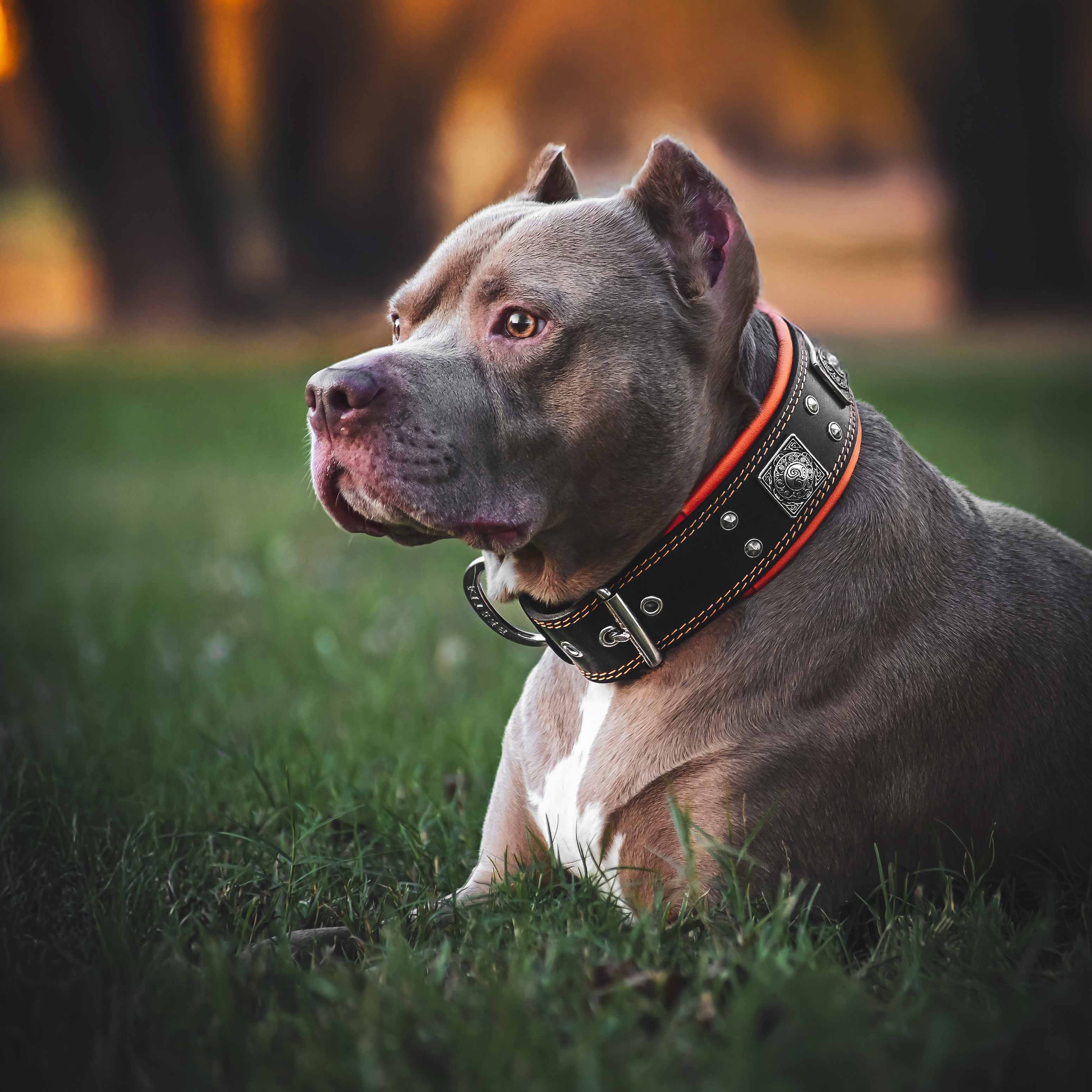 The "Eros" collar 2.5 inch wide black & orange-2