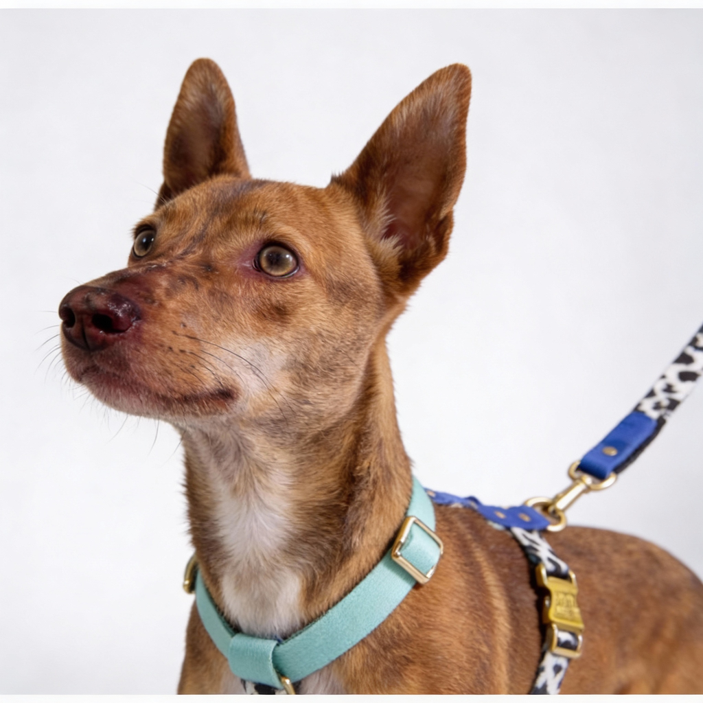 Hundegeschirr Blueberry-2