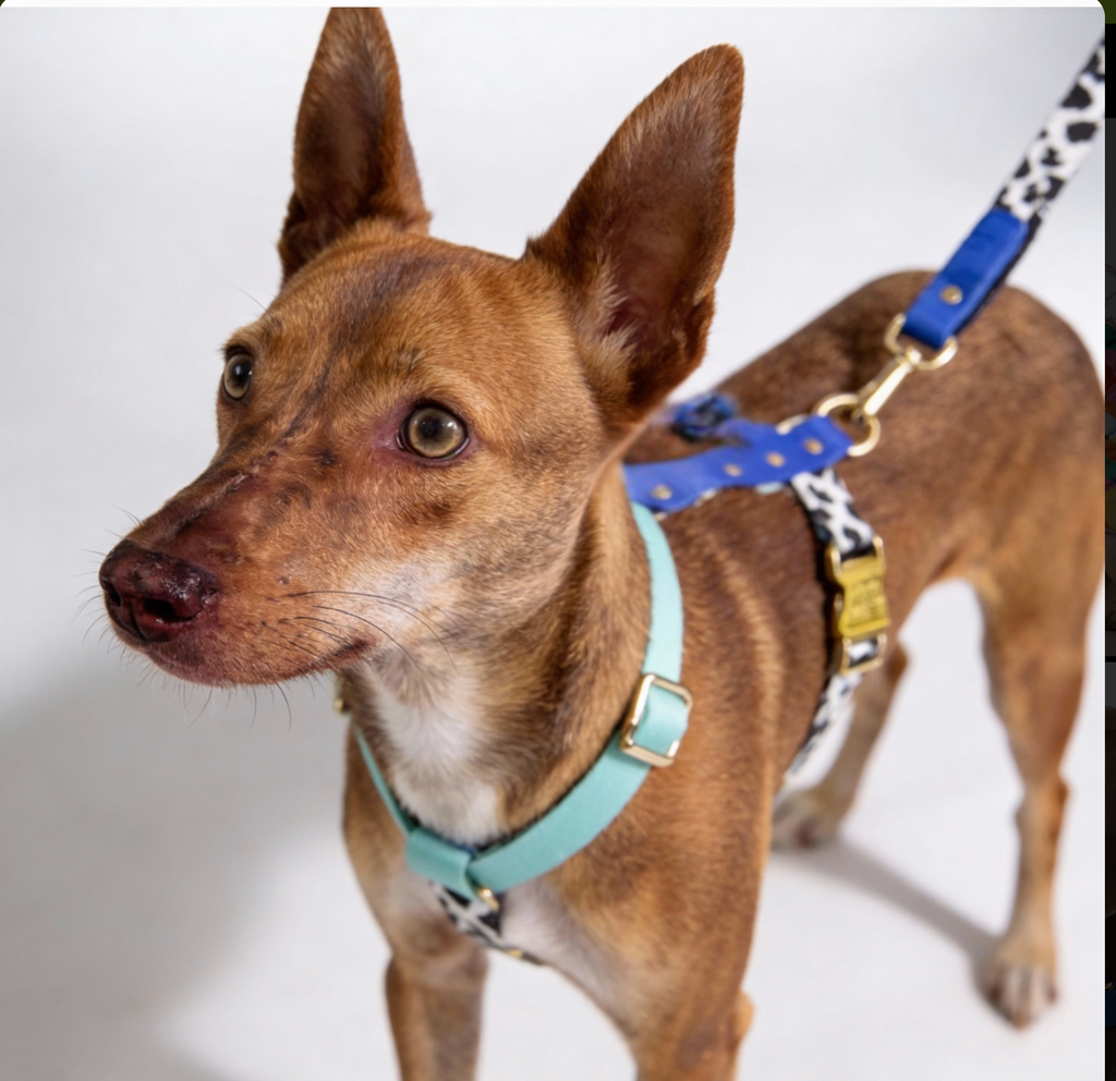 Hundegeschirr Blueberry-1